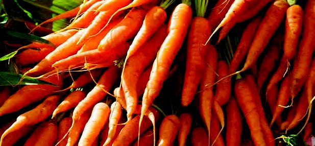 major_vegetables